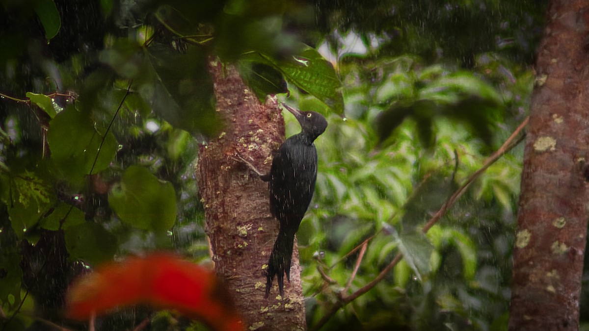 Northern Sooty-Woodpecker - ML615943476