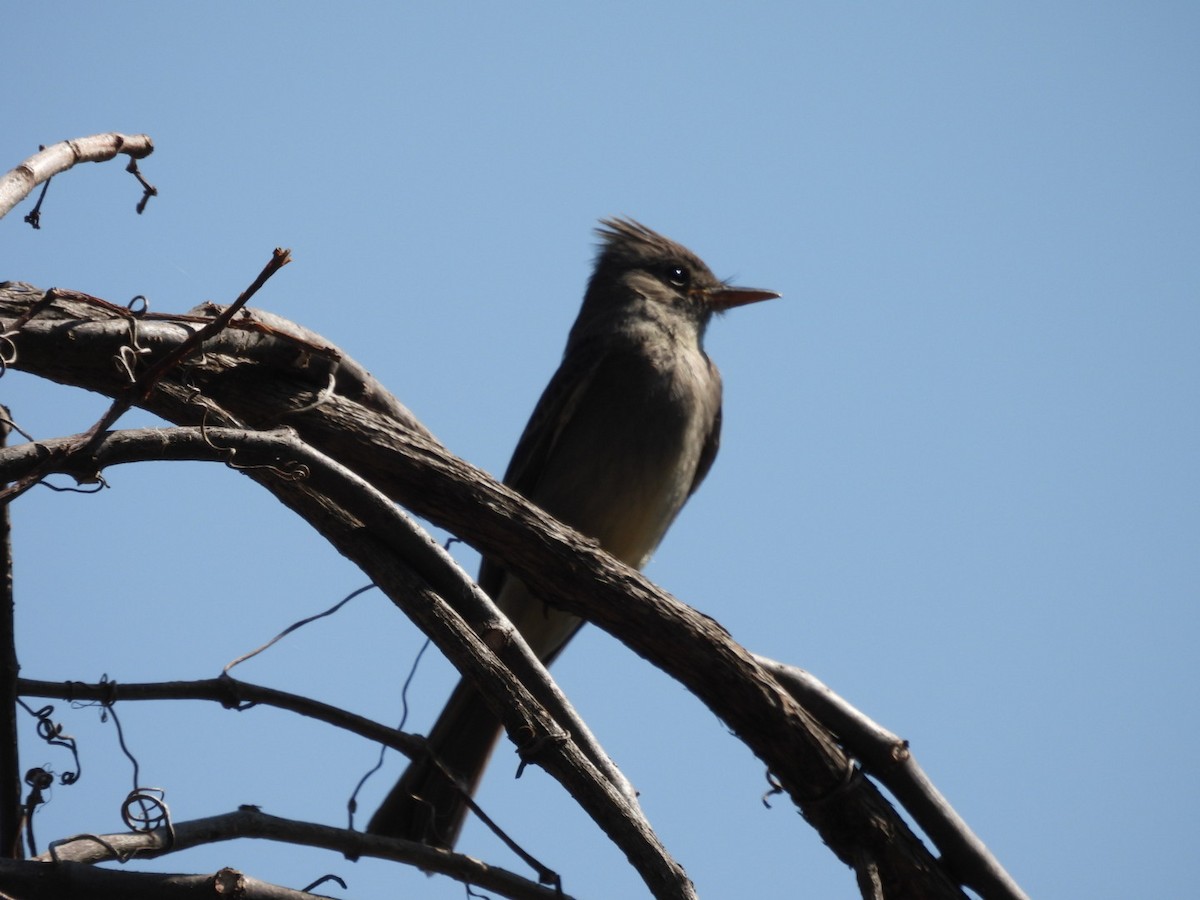 Greater Pewee - Sam Reitenour