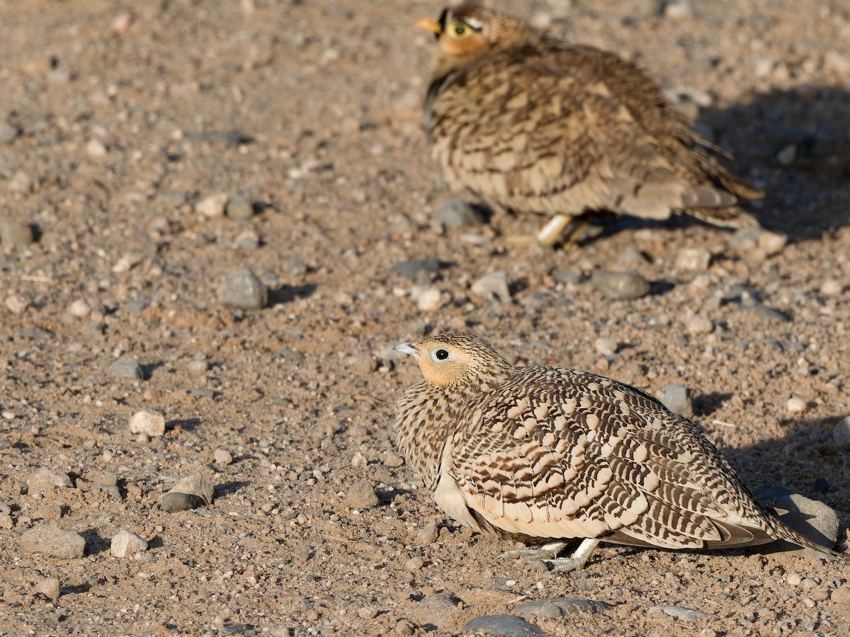 Chestnut-bellied Sandgrouse - ML615943543