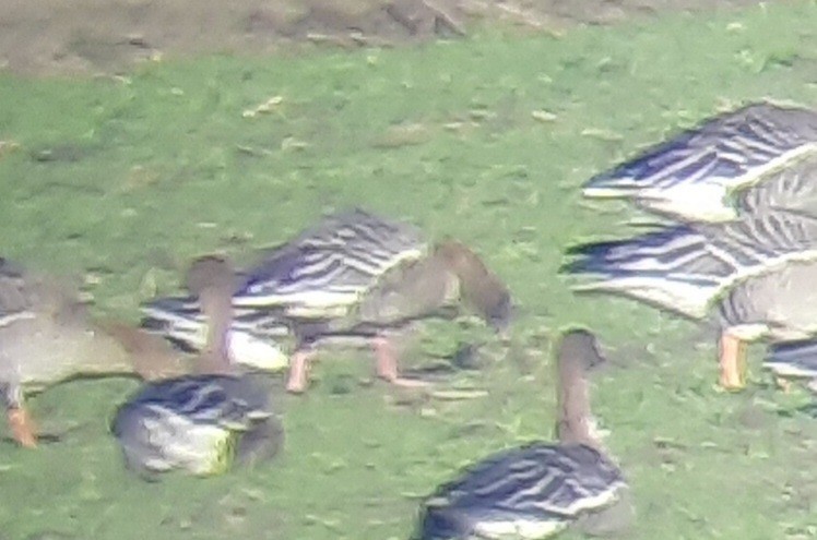 Pink-footed Goose - ML615943570