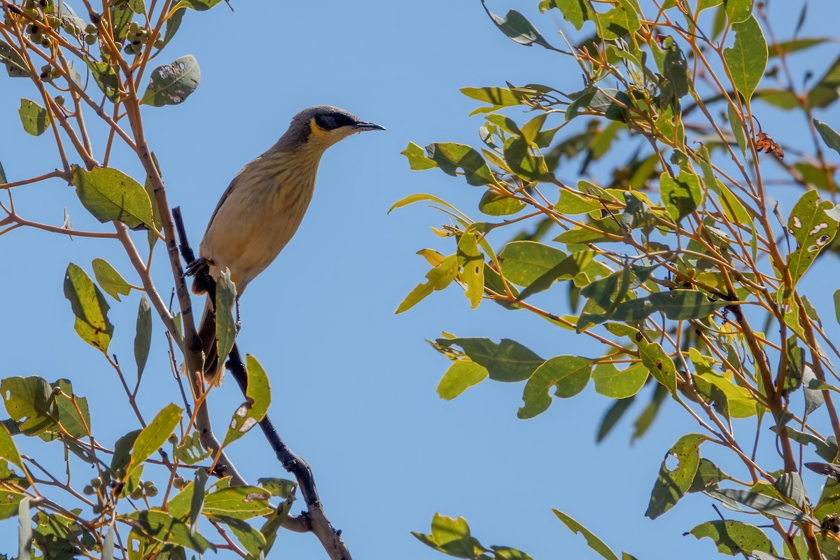 Gray-headed Honeyeater - ML615943576