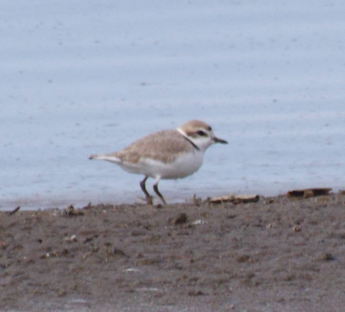 Snowy Plover - Ben Sampson