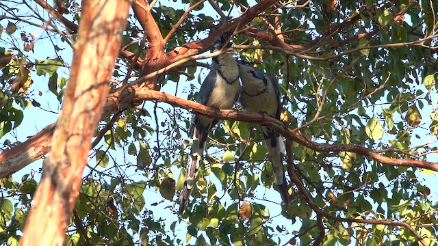 White-throated Magpie-Jay - ML615943594