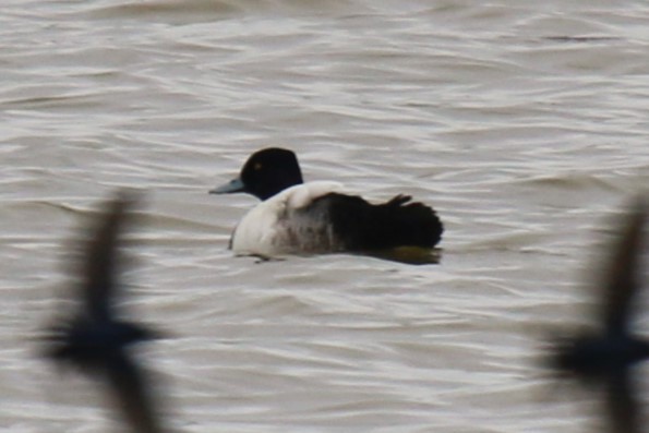 Lesser Scaup - Agapito J. Verde