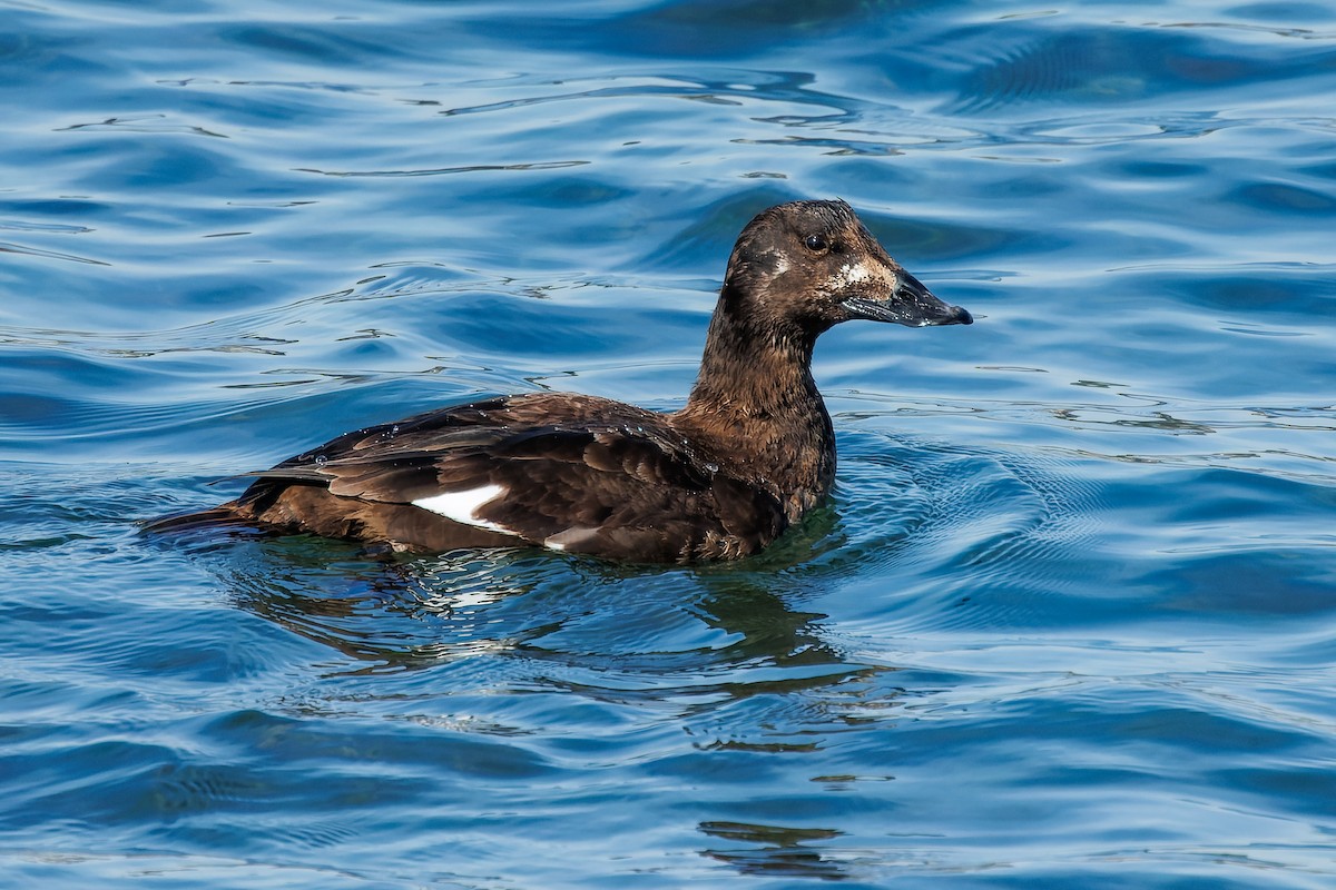 White-winged Scoter - Frank Lin