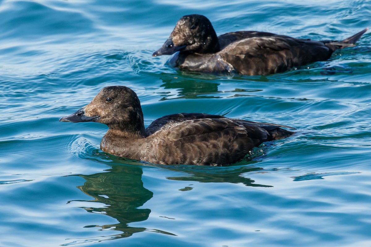 White-winged Scoter - ML615943652