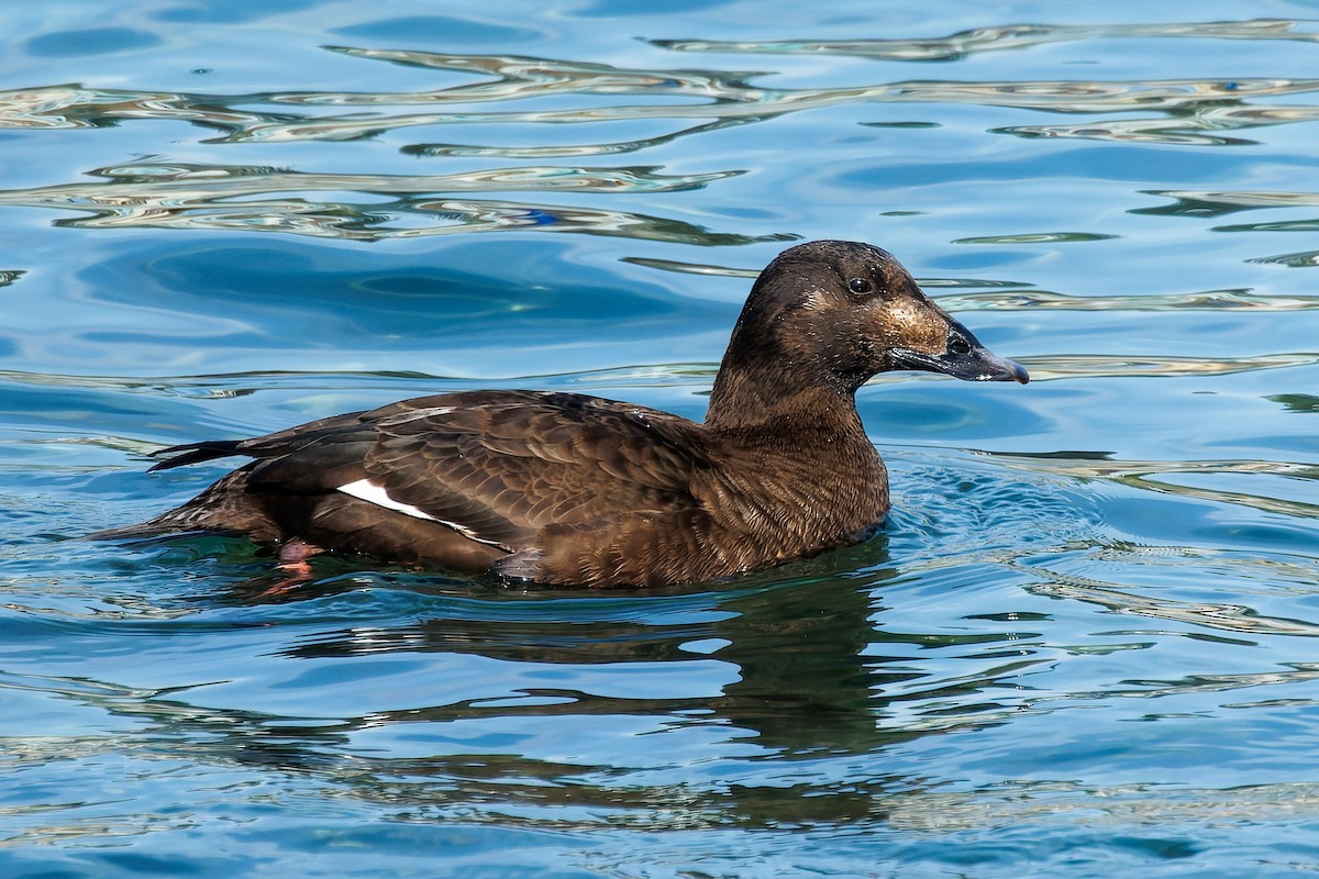 White-winged Scoter - Frank Lin