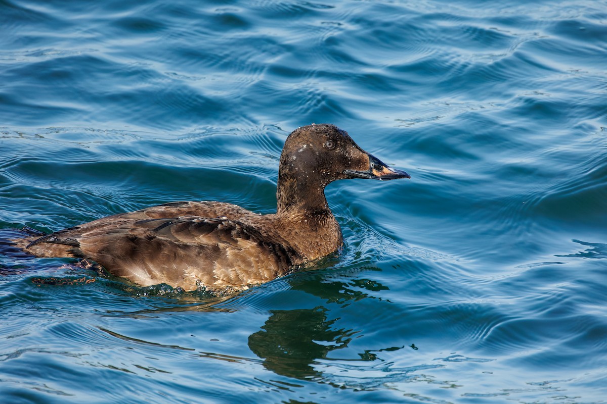 White-winged Scoter - ML615943654