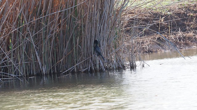 Cormorán Pigmeo - ML615943670