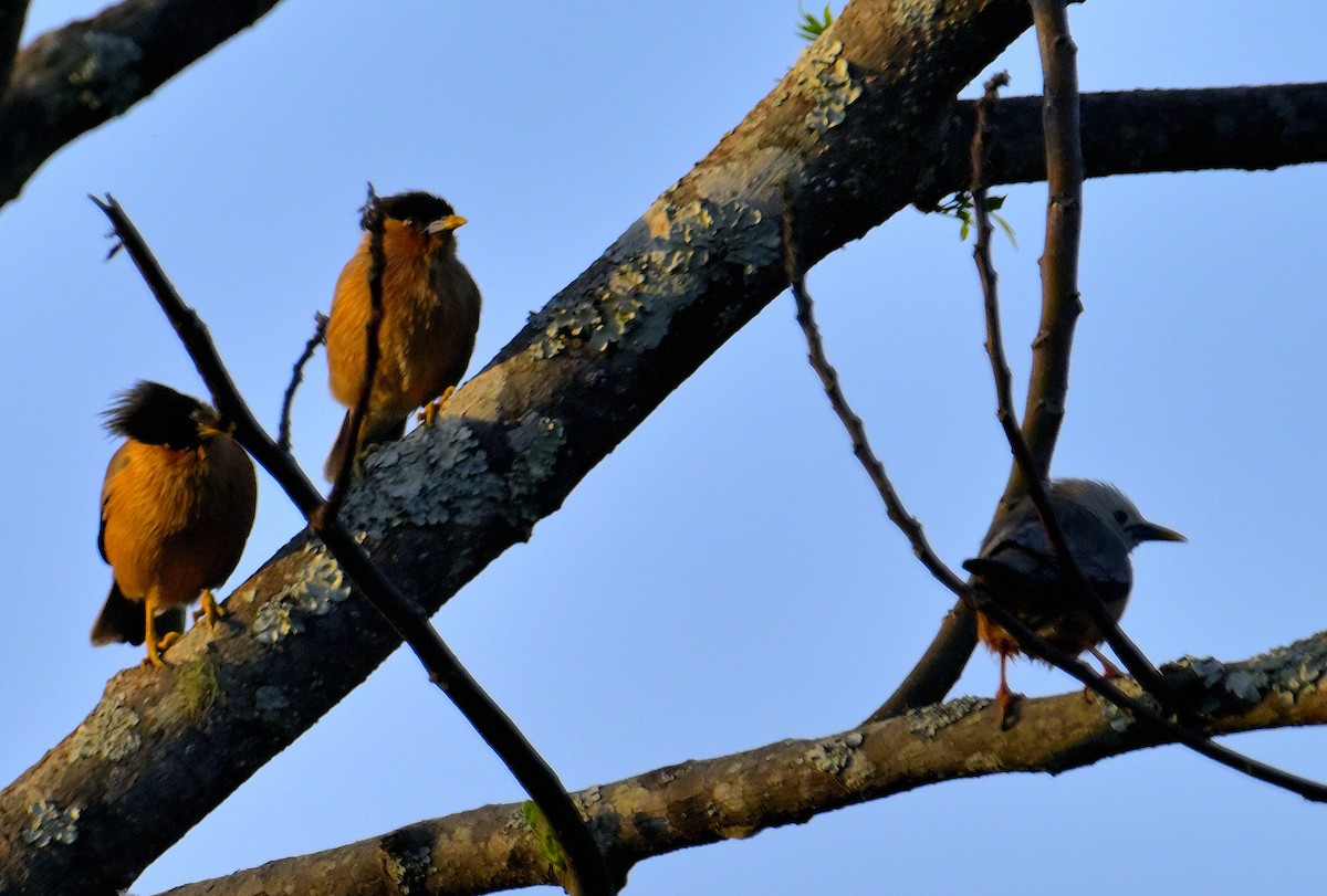 Malabar Starling - ML615943756