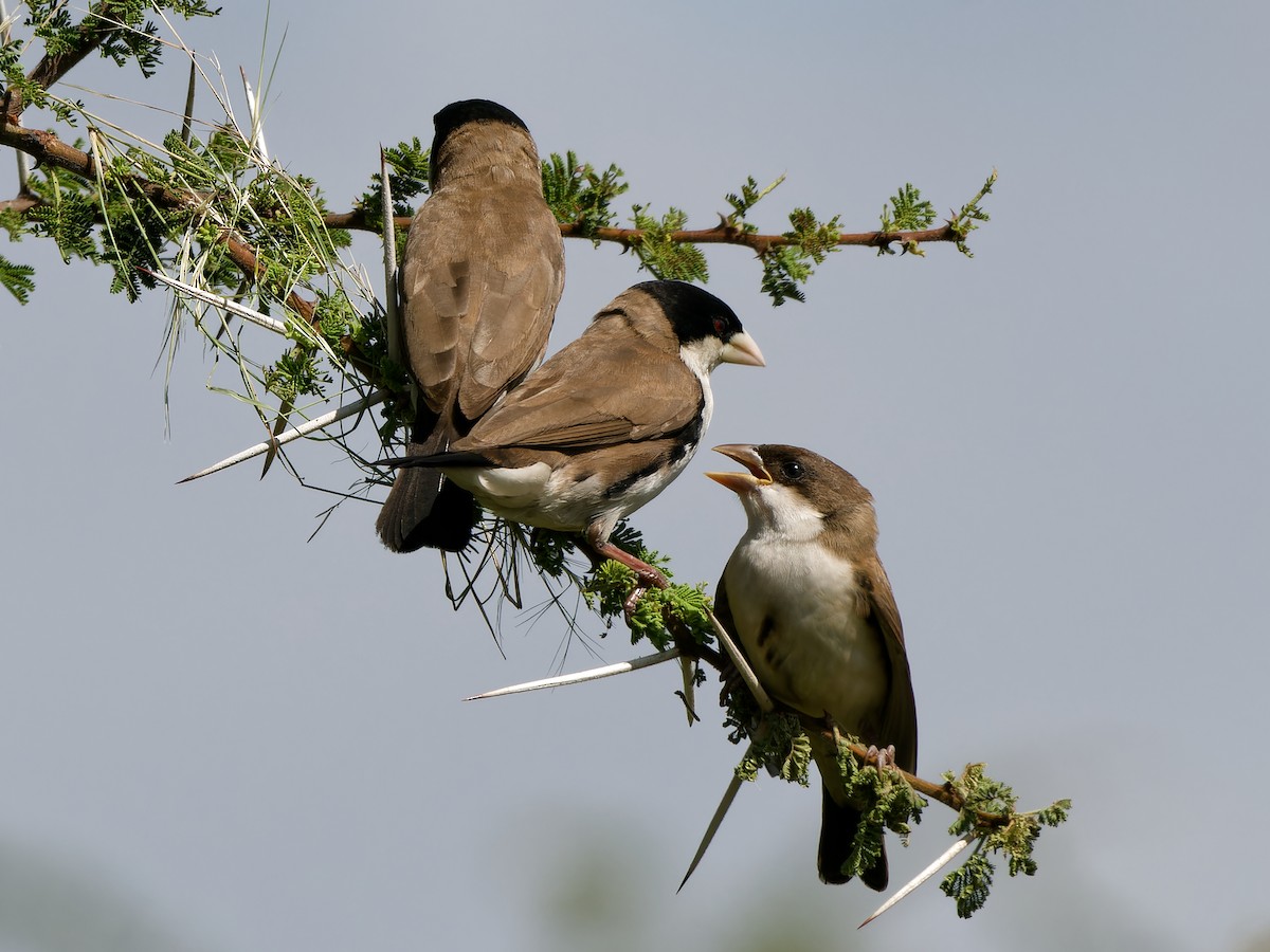 Black-capped Social-Weaver - ML615943787