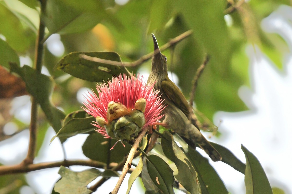 Bornean Spiderhunter - ML615943788