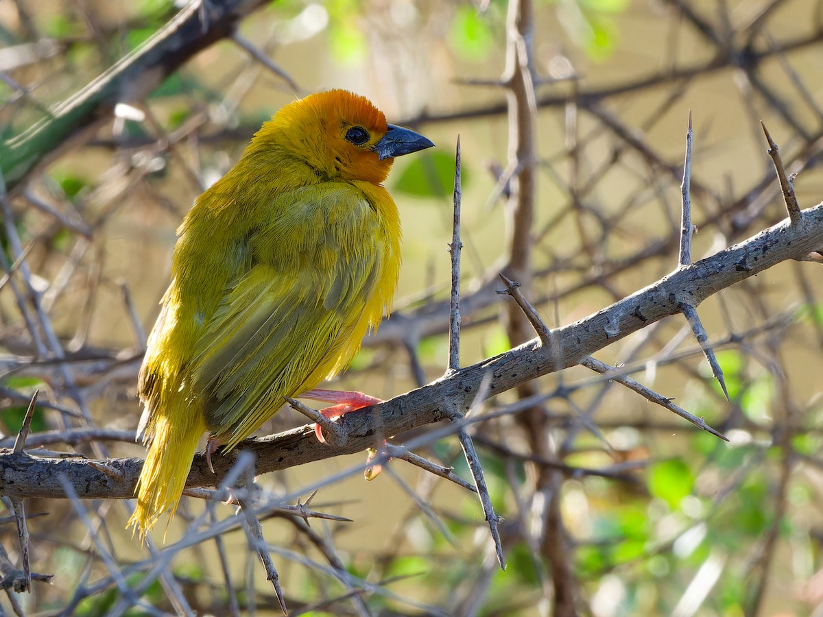 Golden Palm Weaver - ML615943789