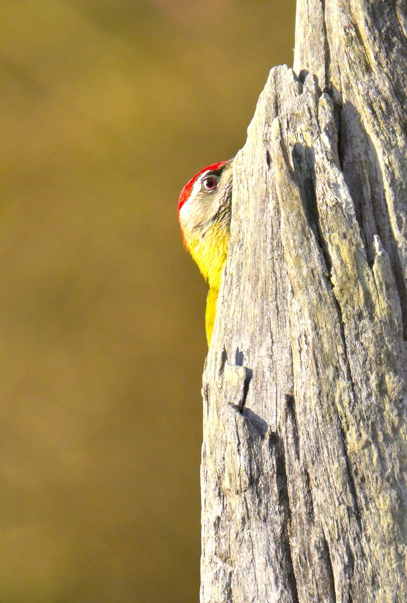 Streak-throated Woodpecker - ML615943796