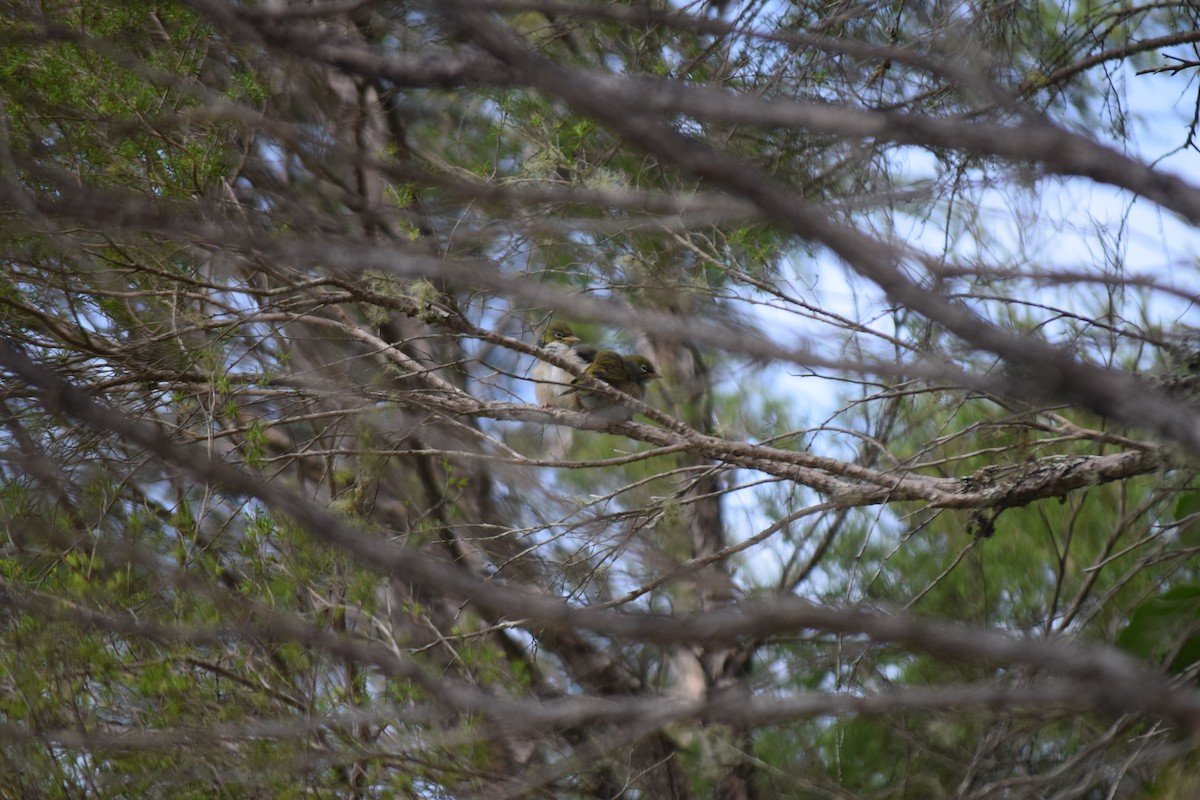 Silvereye - ML615943800