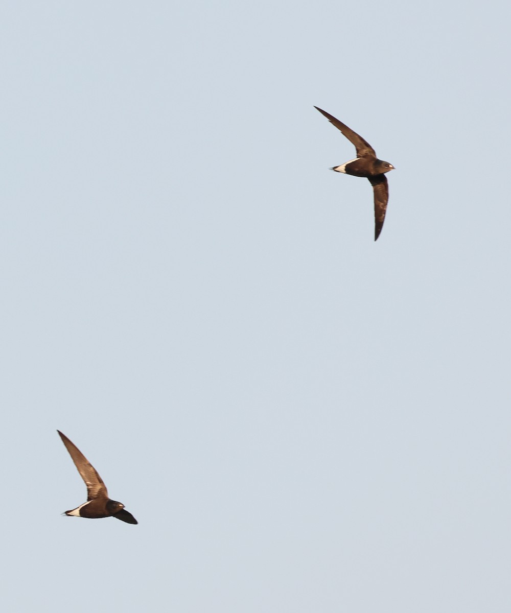 Brown-backed Needletail - Fernanda Araujo