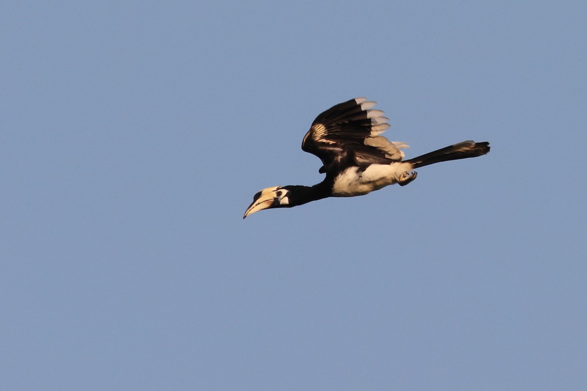 Oriental Pied-Hornbill - ML615943813