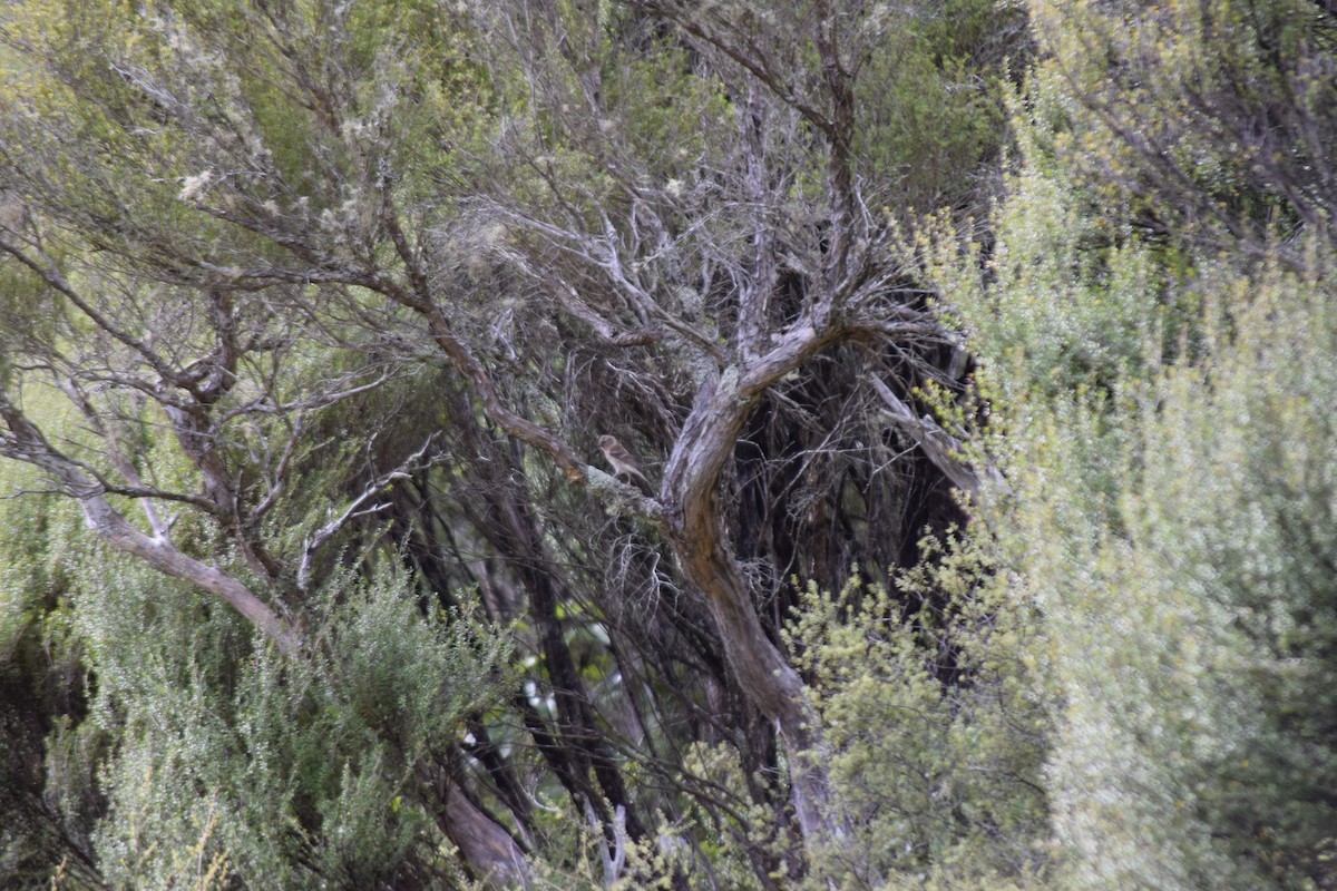 Lesser Redpoll - ML615943815