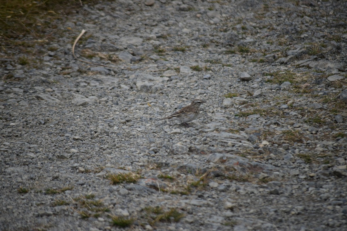 New Zealand Pipit - ML615943856