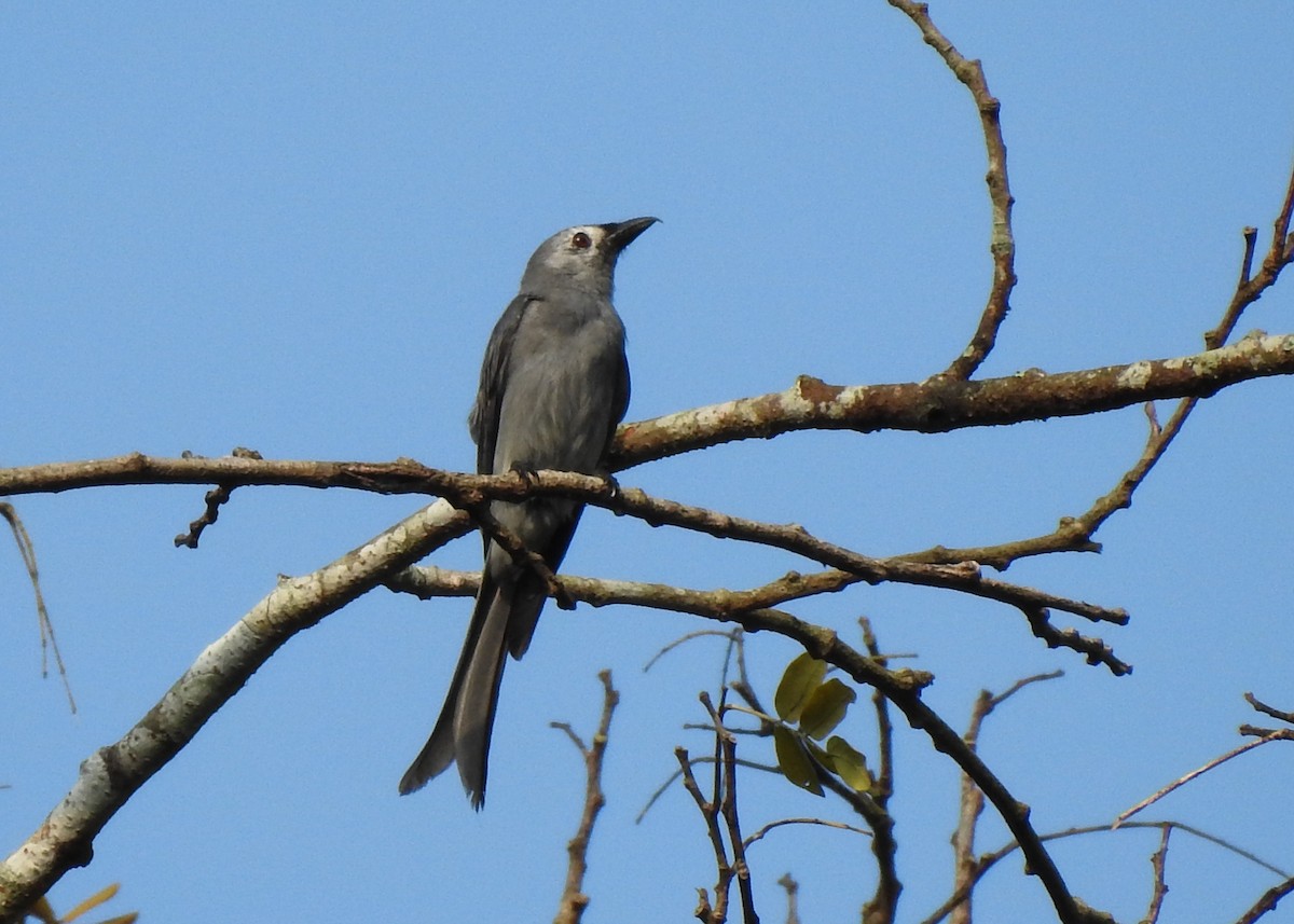 Ashy Drongo - ML615943858