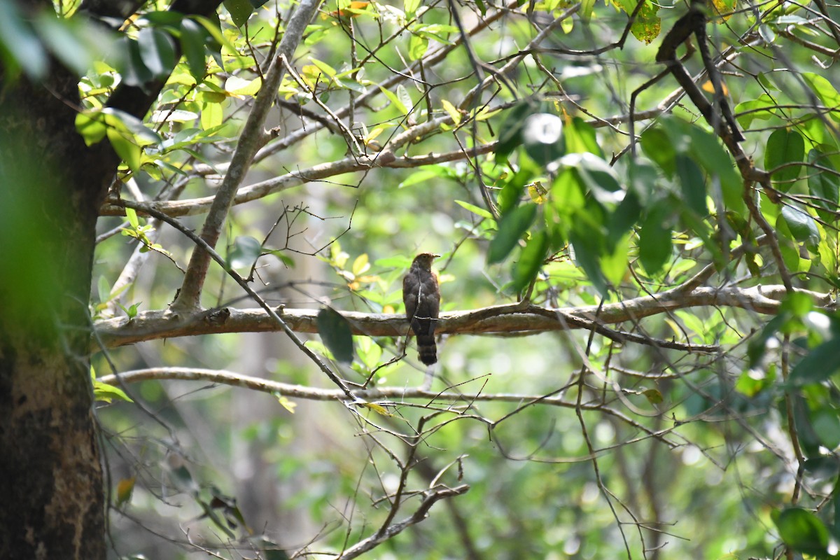 Common Hawk-Cuckoo - ML615943862