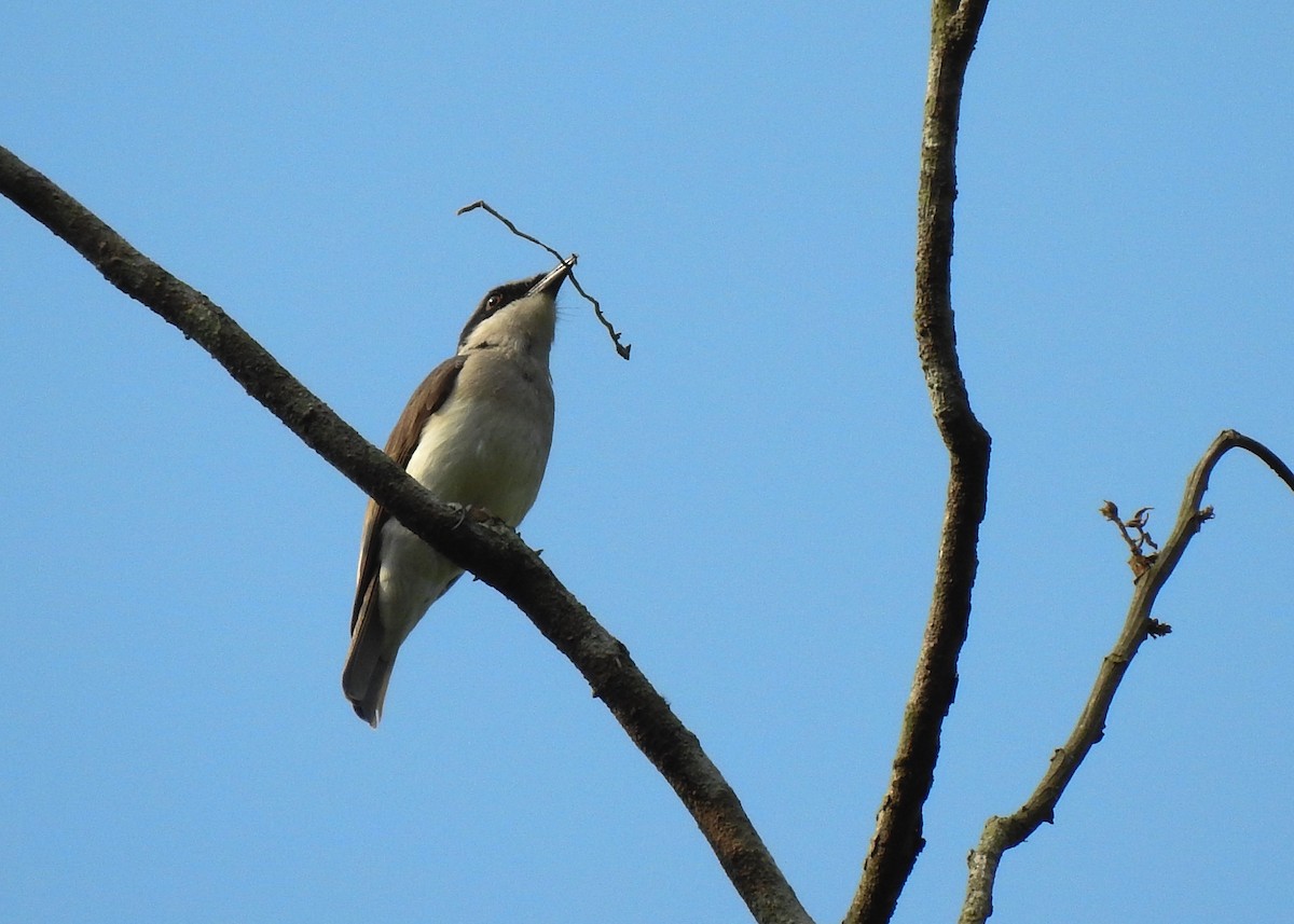 Large Woodshrike - ML615943868