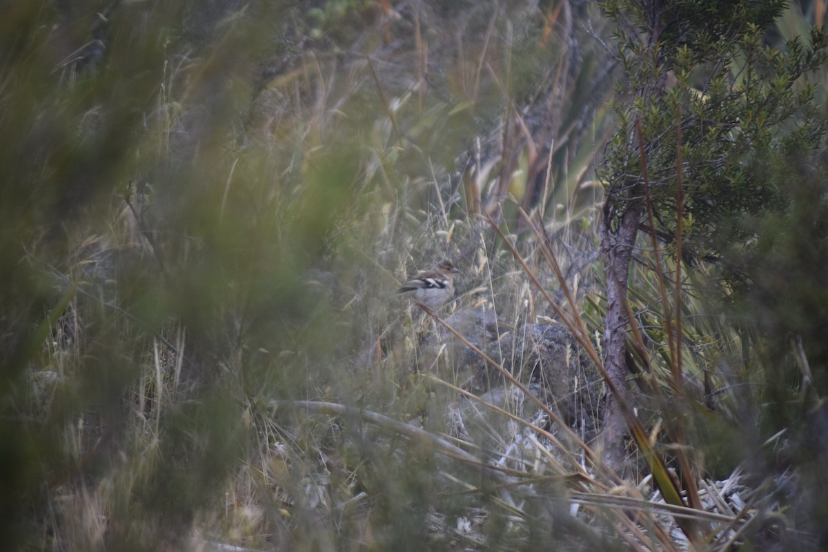 Common Chaffinch - ML615943871