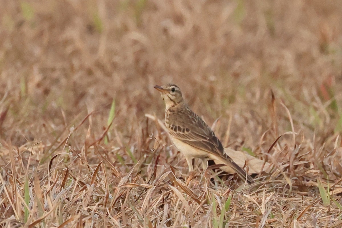 Paddyfield Pipit - Fernanda Araujo