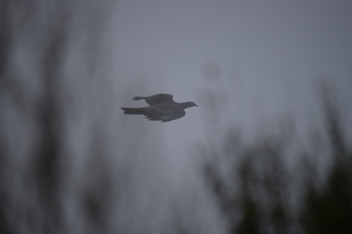 New Zealand Pigeon - ML615943888