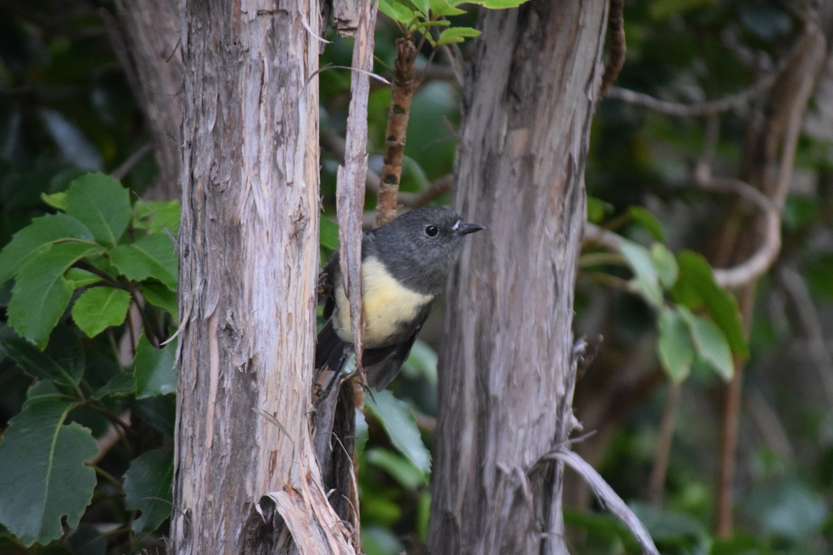 South Island Robin - ML615943919