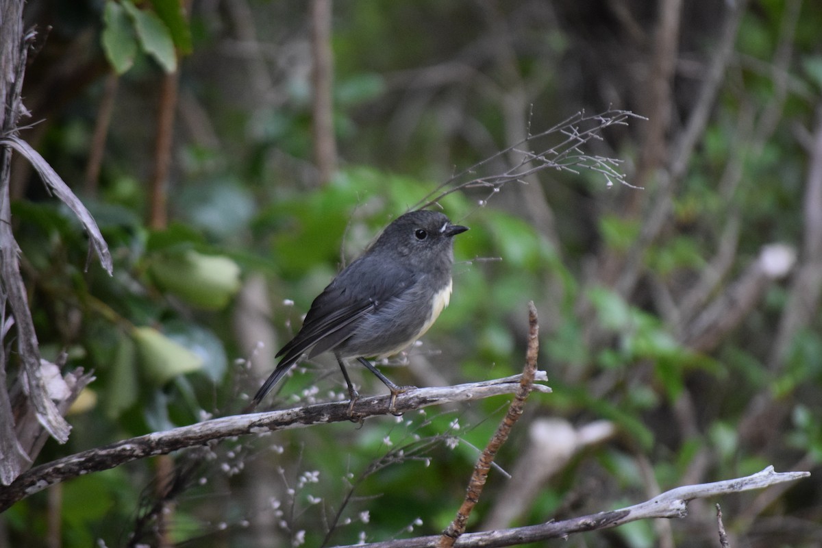 South Island Robin - ML615943925