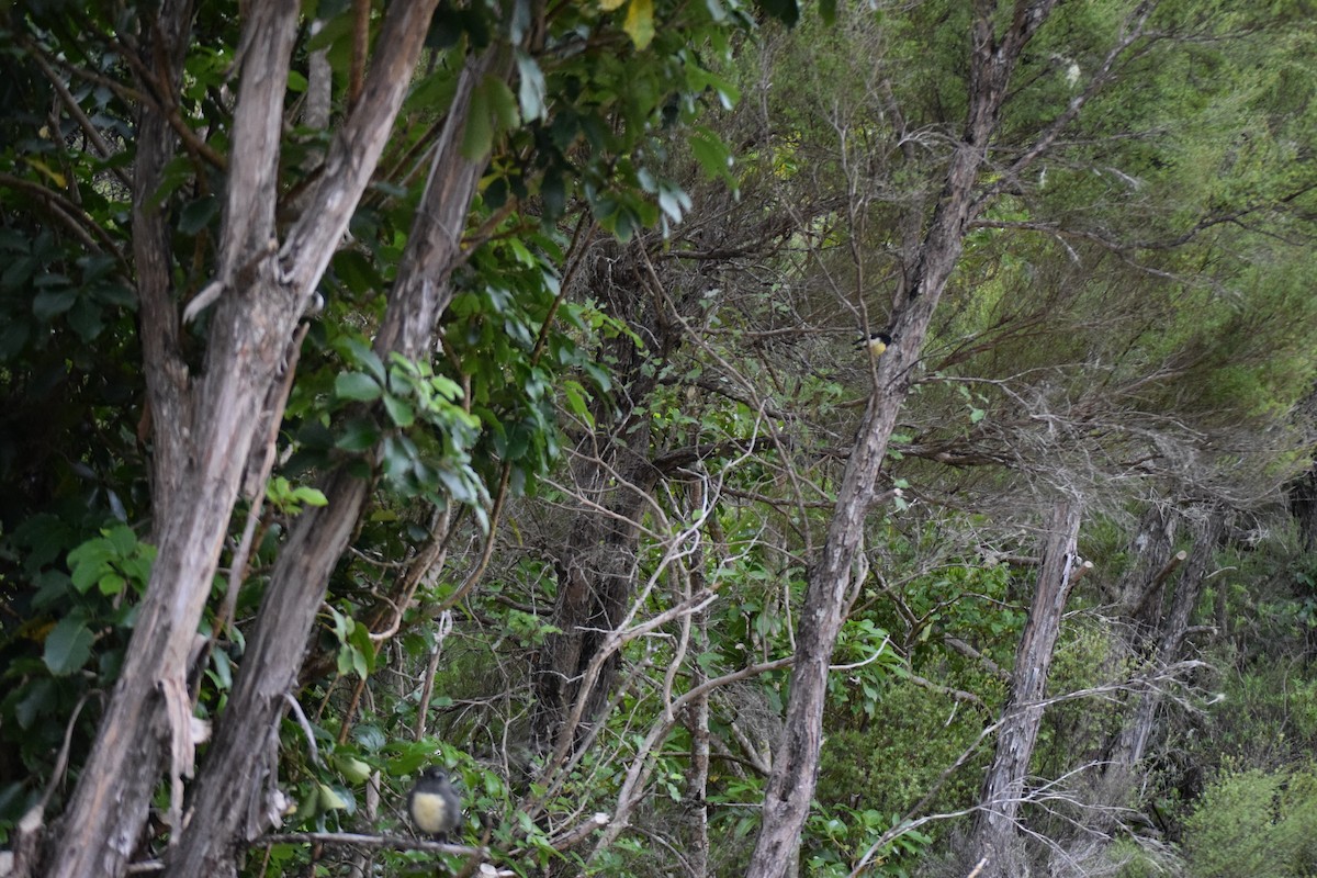 South Island Robin - ML615943926