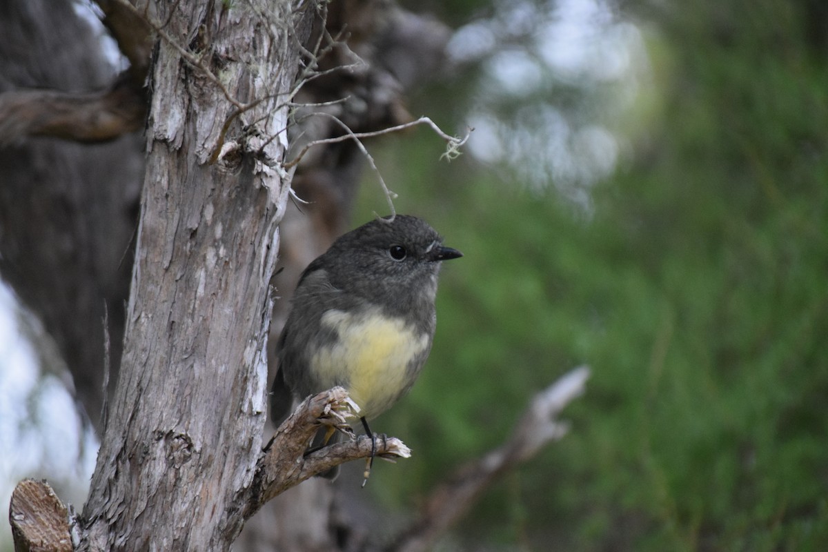 South Island Robin - ML615943930