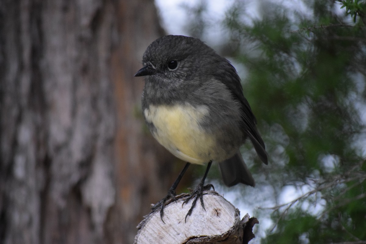 South Island Robin - ML615943931