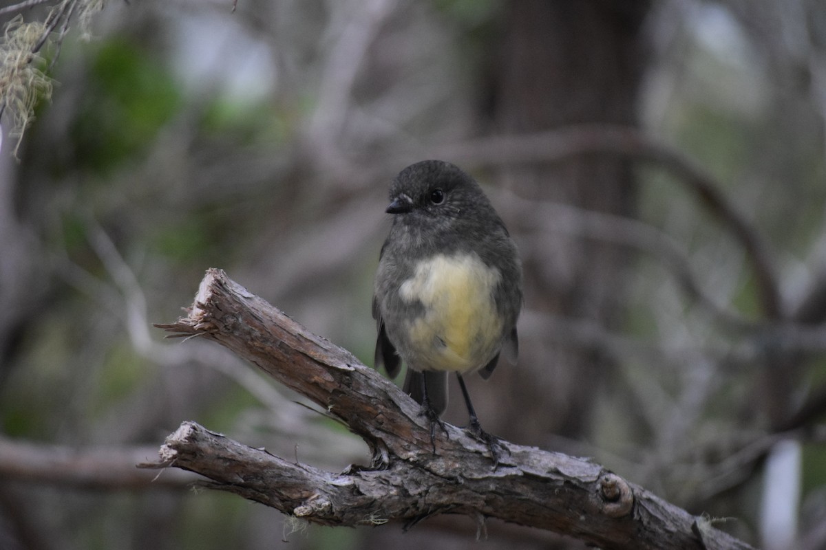 South Island Robin - ML615943932