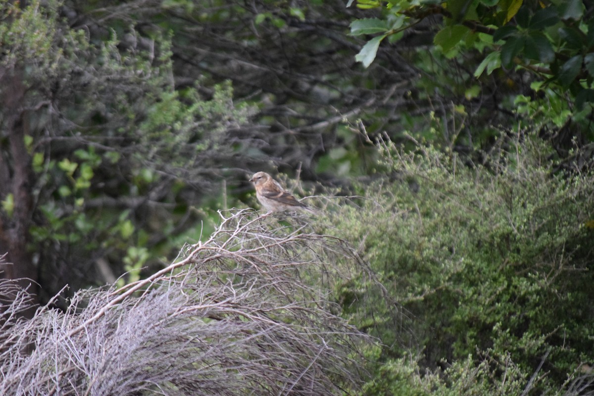 Redpoll (Lesser) - ML615943944