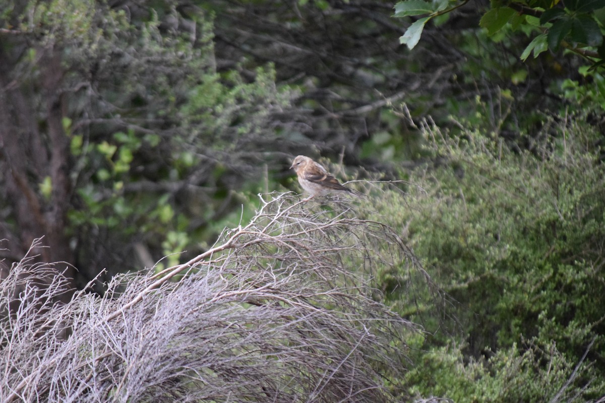 Redpoll (Lesser) - ML615943945