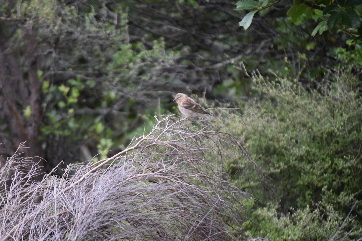 Lesser Redpoll - ML615943945