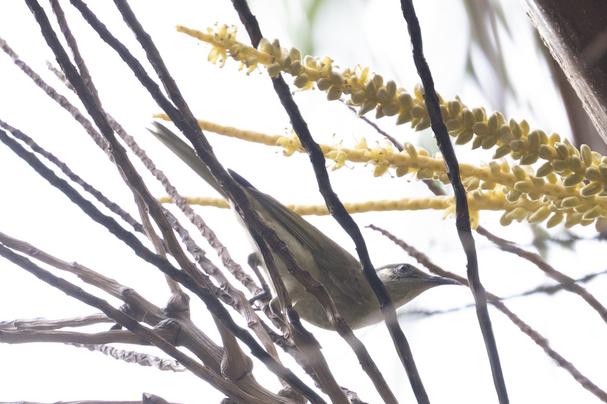 Olive Honeyeater - ML615943946