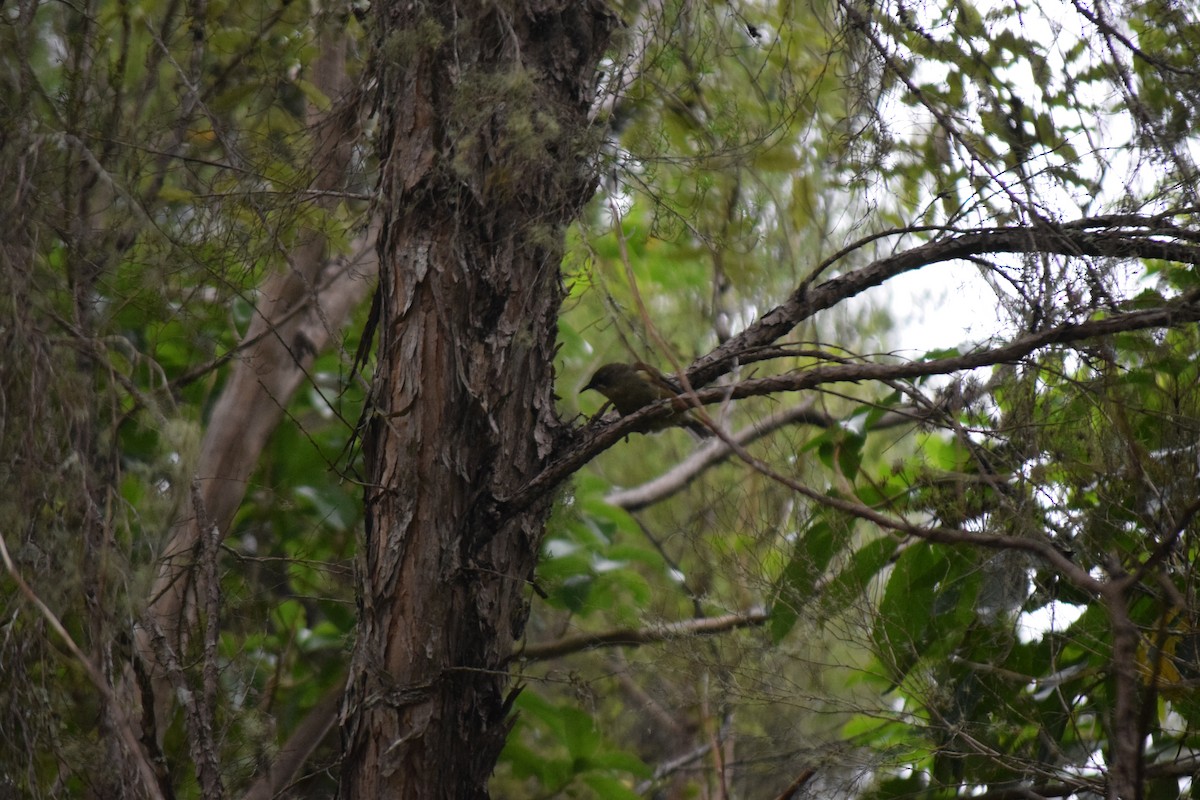 New Zealand Bellbird - ML615943947