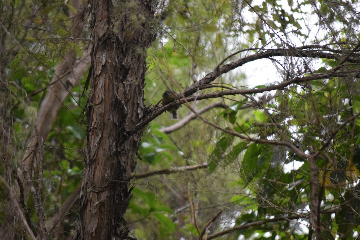 New Zealand Bellbird - ML615943948