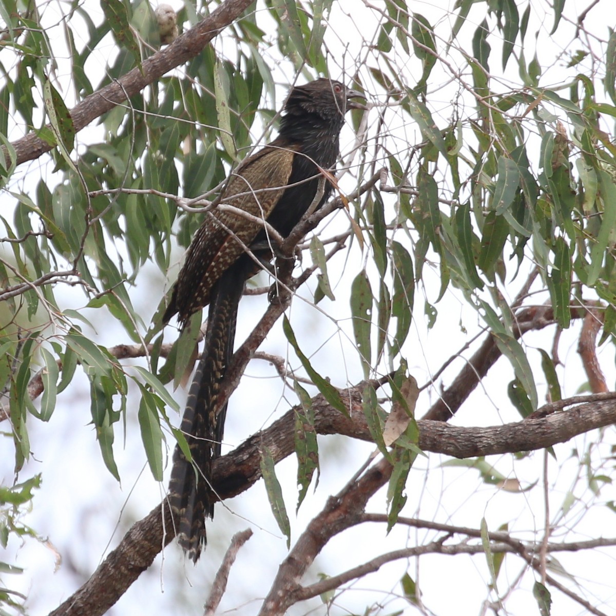 Pheasant Coucal (Pheasant) - ML615943954