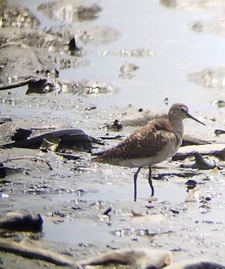 Wood Sandpiper - ML615943977