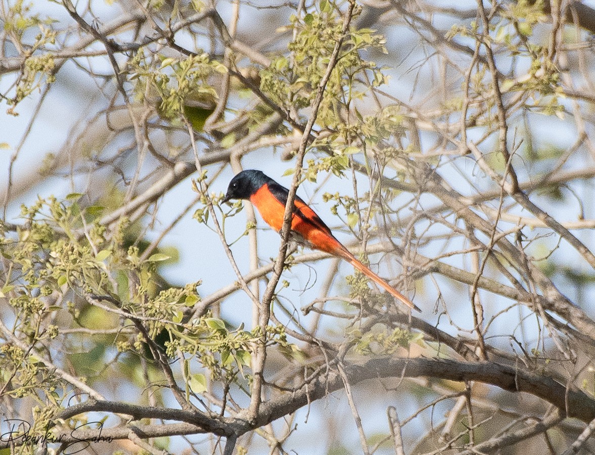 Long-tailed Minivet - Debankur Saha