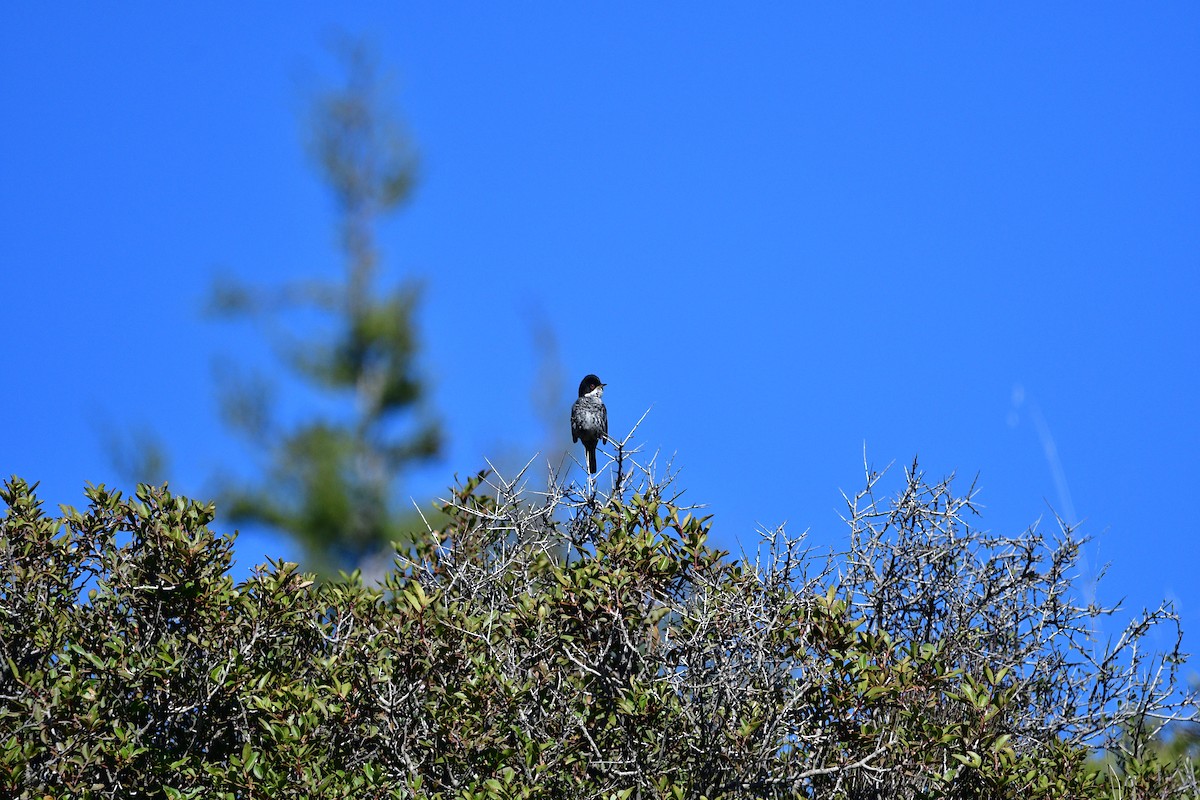 Cyprus Warbler - Alberto Ursua