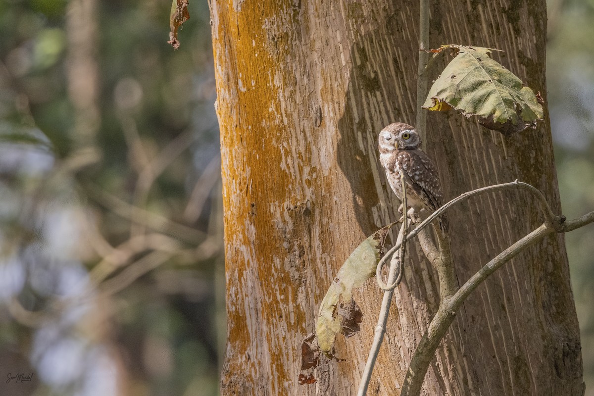 Spotted Owlet - ML615944061