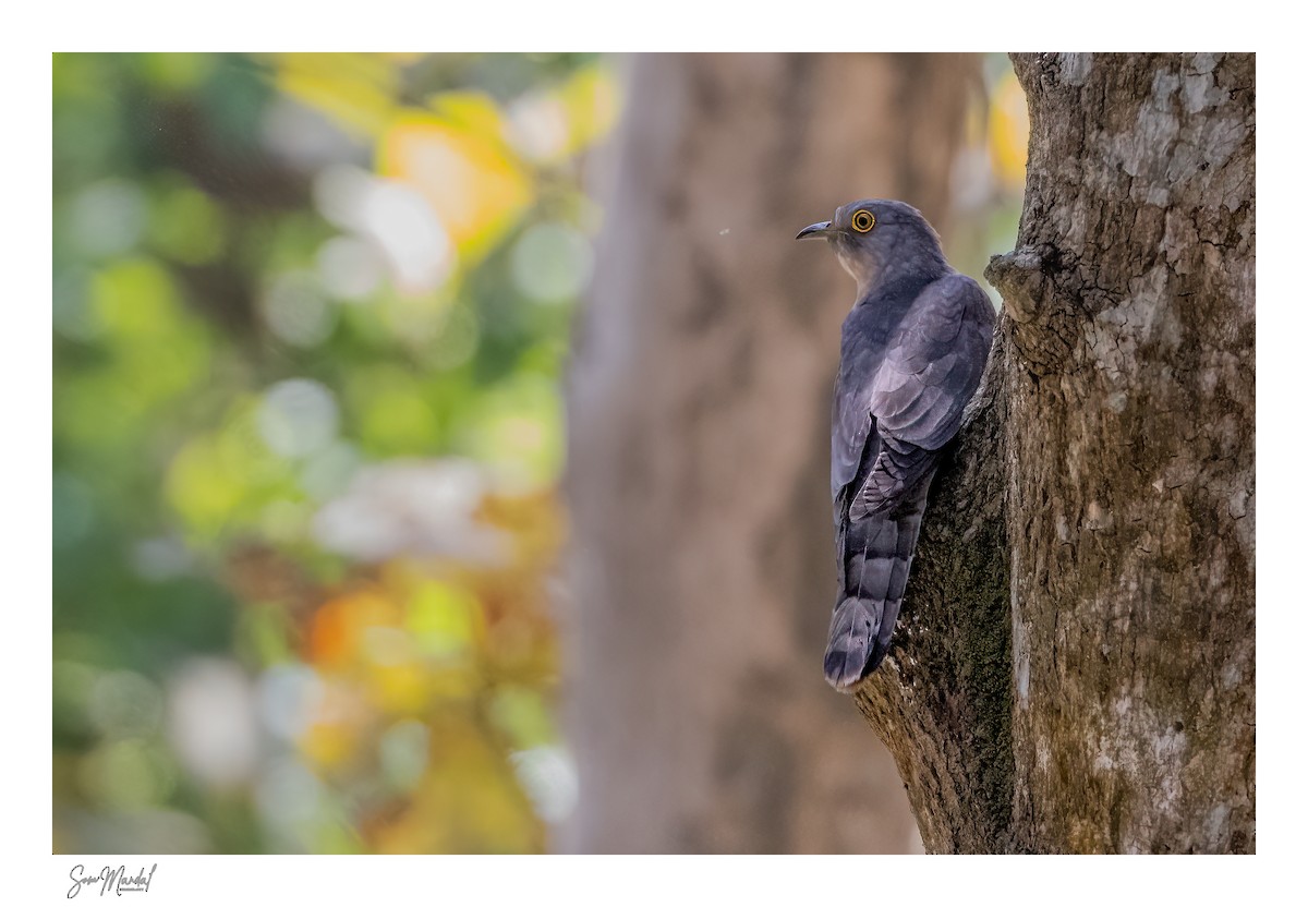 Common Hawk-Cuckoo - ML615944062