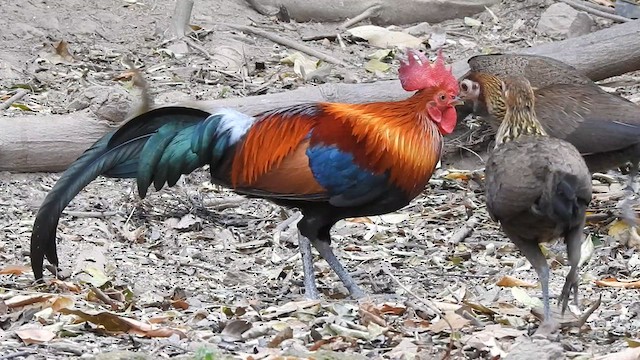 Red Junglefowl - ML615944103