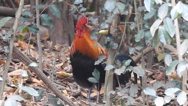 Red Junglefowl - ML615944104