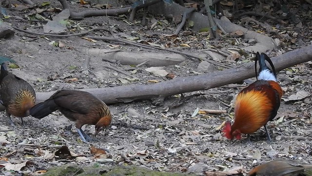 Red Junglefowl - ML615944105